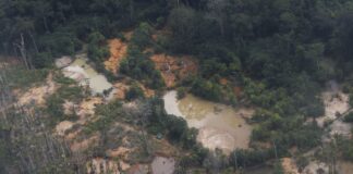 Yanomami pedem água potável e dizem que garimpo ilegal contamina rios