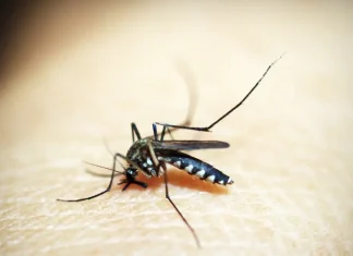 Opas emite alerta para risco de surtos de dengue 3 nas Américas
