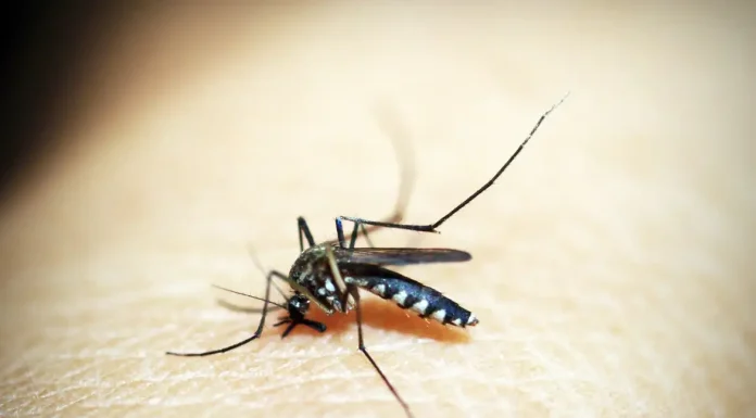 Brasil soma mais de 500 mil casos de dengue; queda de quase 70%