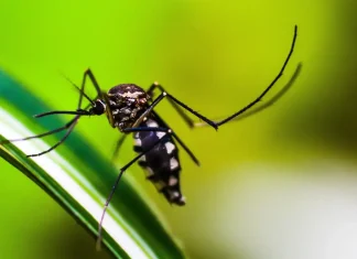 Queda de casos de dengue no Brasil deve se manter até fim de novembro