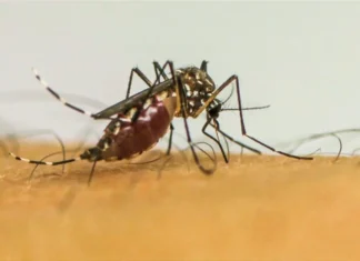 Doenças transmitidas por mosquitos serão “novo normal” na Europa