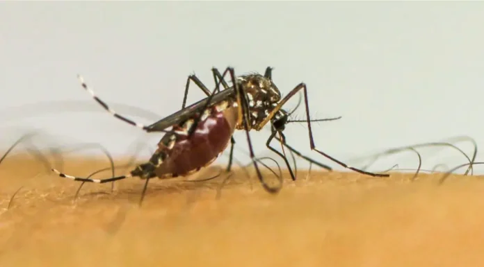 Doenças transmitidas por mosquitos serão “novo normal” na Europa