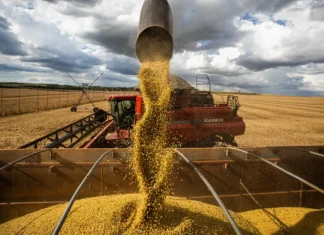 Queda no preço dos alimentos vai permanecer, diz ministro