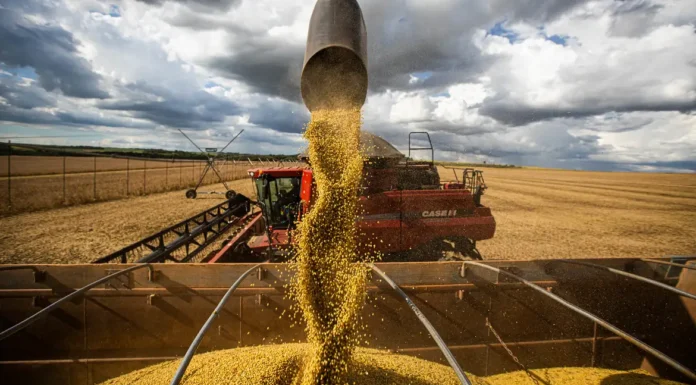 Queda no preço dos alimentos vai permanecer, diz ministro