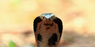 Cobra venenosa morre após ser mordida por criança