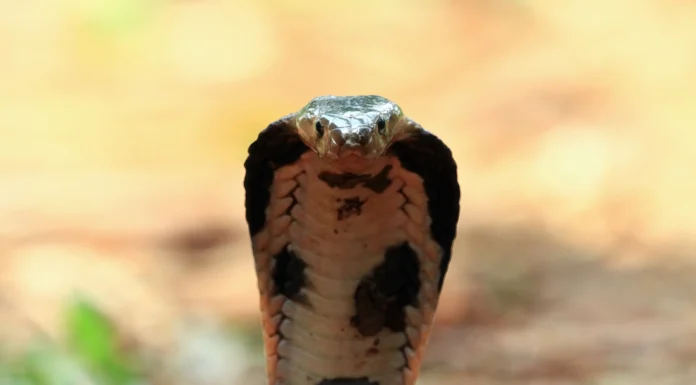Cobra venenosa morre após ser mordida por criança