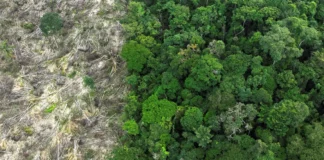 Pesquisa mede impacto de mudanças do clima e desmatamento na Amazônia