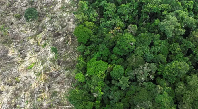 Pesquisa mede impacto de mudanças do clima e desmatamento na Amazônia