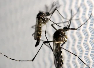 Chikungunya: em surto, município de SC registra segundo óbito