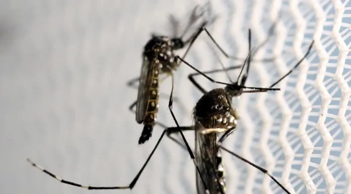 Chikungunya: em surto, município de SC registra segundo óbito