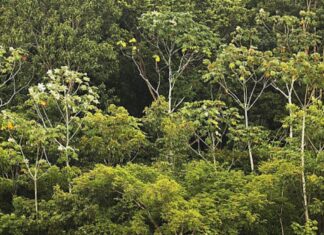 Nova espécie de palmeira é descoberta na Amazônia
