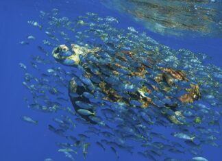 Hoje é Dia: semana tem Dia Mundial do Meio Ambiente e dos Oceanos
