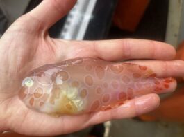 Espécie de peixe exótico com aparência translúcida e gelatinosa é encontrada no mar