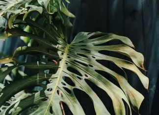 Plantas emitem sons em situação de estresse, apontam cientistas