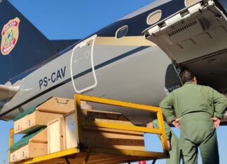 Araras-azuis-de-lear e micos-leões-dourados traficados são repatriados