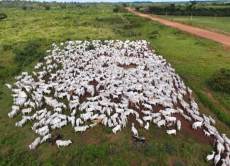 PF deflagra operação contra esquema de arrendamento em terra indígena