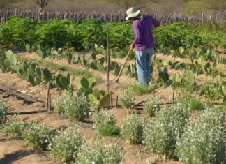Inadimplência atinge 28% dos produtores rurais no país