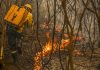 Projeto cria figura do “boi bombeiro” na prevenção de incêndios no Pantanal Projeto cria figura do “boi bombeiro” na prevenção de incêndios no Pantanal
