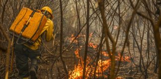 Projeto cria figura do “boi bombeiro” na prevenção de incêndios no Pantanal Projeto cria figura do “boi bombeiro” na prevenção de incêndios no Pantanal