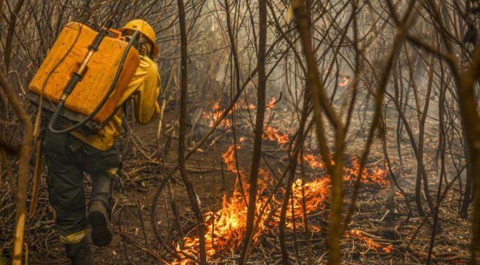 Projeto cria figura do “boi bombeiro” na prevenção de incêndios no Pantanal Projeto cria figura do “boi bombeiro” na prevenção de incêndios no Pantanal