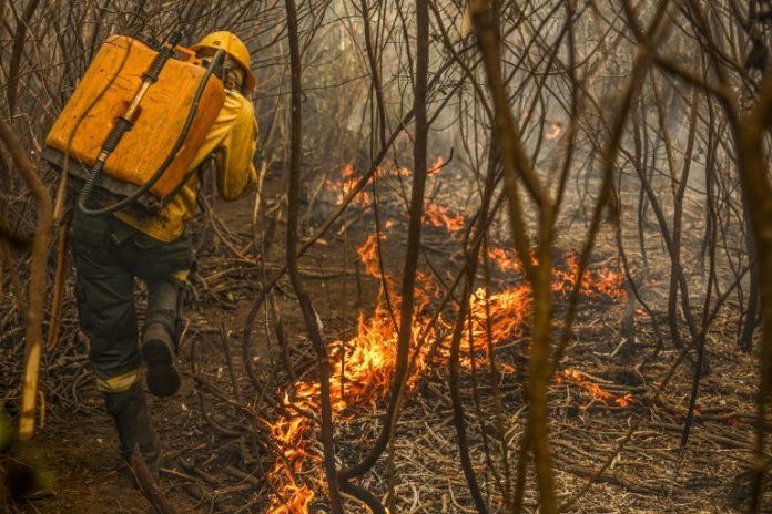 Projeto cria figura do “boi bombeiro” na prevenção de incêndios no Pantanal Projeto cria figura do “boi bombeiro” na prevenção de incêndios no Pantanal