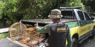 Projeto cria mecanismos para combater tráfico internacional de animais e maus-tratos Projeto cria mecanismos para combater tráfico internacional de animais e maus-tratos