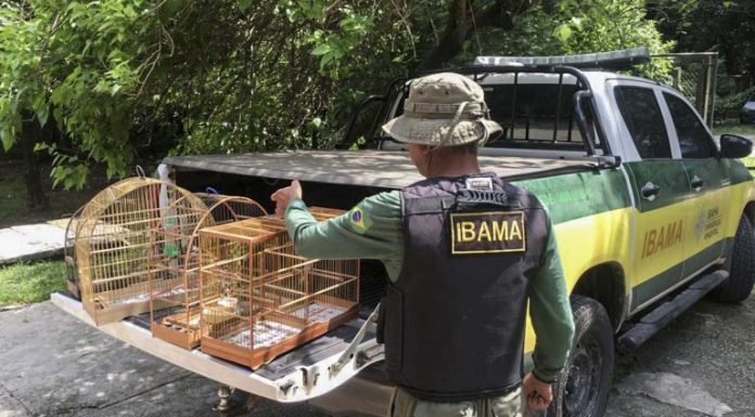 Projeto cria mecanismos para combater tráfico internacional de animais e maus-tratos Projeto cria mecanismos para combater tráfico internacional de animais e maus-tratos