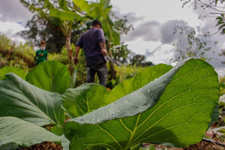 Agropecuária - geral - agricultura familiar -- plantação - plantações - MST - manutenção das hortas comunitárias onde se colhe os alimentos que compõem marmitas distribuídas pelo coletivo “Marmitas da Terra” em praças e ocupações urbanas de Curitiba e Região.
