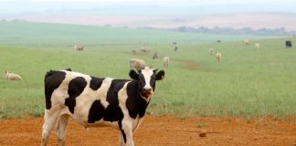 Projeto define critérios para a limpeza de pastagens em áreas rurais consolidadas Projeto define critérios para a limpeza de pastagens em áreas rurais consolidadas