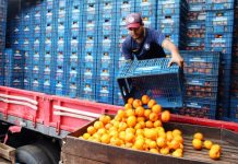 Projeto prioriza armazenagem de hortifrutis em programas federais de infraestrutura Projeto prioriza armazenagem de hortifrutis em programas federais de infraestrutura
