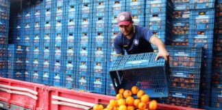 Projeto prioriza armazenagem de hortifrutis em programas federais de infraestrutura Projeto prioriza armazenagem de hortifrutis em programas federais de infraestrutura