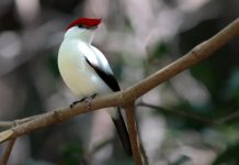 Projeto proíbe exportação de animais silvestres nativos do Brasil Projeto proíbe exportação de animais silvestres nativos do Brasil