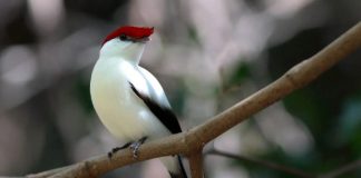 Projeto proíbe exportação de animais silvestres nativos do Brasil Projeto proíbe exportação de animais silvestres nativos do Brasil