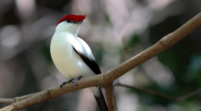 Projeto proíbe exportação de animais silvestres nativos do Brasil Projeto proíbe exportação de animais silvestres nativos do Brasil