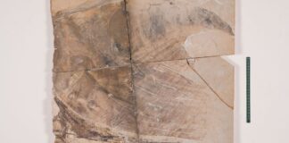 Museu de Ciências da Terra apresenta fóssil de pterossauro repatriado