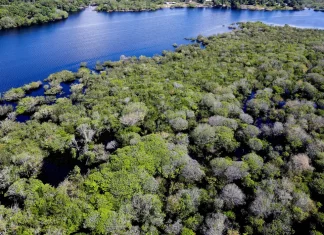 Saiba como títulos verdes possibilitam reflorestamento na Amazônia