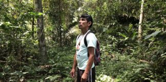 No Dia da Amazônia, organizações alertam sobre preservação do bioma