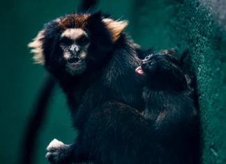 SP: Zoológico comemora sucesso em reprodução de saguis-da-serra-escuro