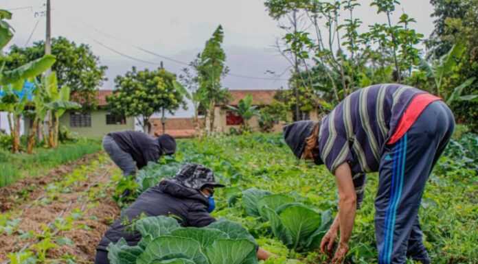 Sancionada lei que amplia acesso de agricultores familiares ao Garantia-Safra Sancionada lei que amplia acesso de agricultores familiares ao Garantia-Safra