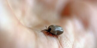 SP confirma dois novos casos de febre maculosa no estado