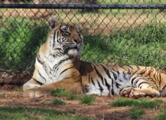 Tigresa Bengali é o tigre vivo mais velho em cativeiro do mundo nos EUA