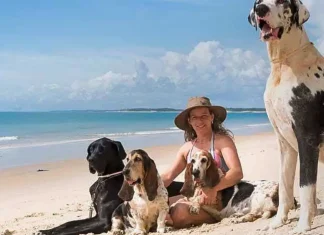 Férias chegam e trazem um dilema: viajar ou não com os pets?