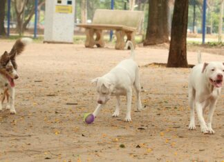 São Paulo promove Semana Animal a partir desta terça