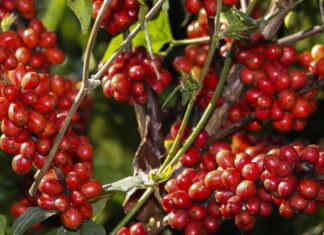 Safra de café deve registrar aumento de 16,8% em 2022, diz Conab