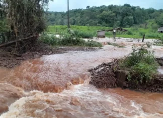 Recuperar vegetação degradada no RS ajuda a prevenir tragédias