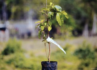 Viveiro Municipal estará aberto no aniversário de Cotia para distribuição de mudas de árvores