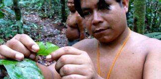 Pesquisa encontra indícios de biopirataria de conhecimentos indígenas