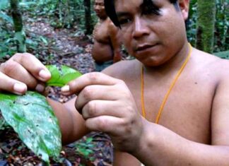 Pesquisa encontra indícios de biopirataria de conhecimentos indígenas